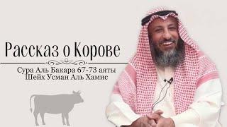 67-73 аяты Рассказ про Корову, тафсир суры Аль Бакара  Шейх Усман Аль Хамис