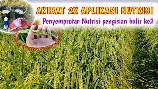 NUTRISI PENGISIAN BULIR PADI ‼️aplikasi kedua