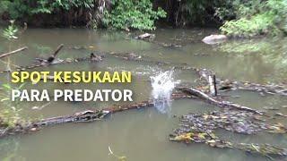 Kayu tumbang jadi sarang gabus / Casting ikan gabus di rawa Kalimantan.