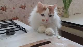 Cat Luchik waiting for food! Funniest cat videos of 2022!