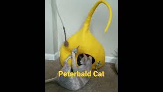 Information About Peterbald Cats