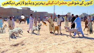 Pakistan Ki Mashoor Kohat Dogs Market Ka Visit | Pk Animals