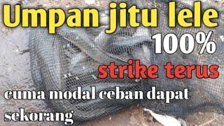 CUMA TIGA BAHAN BISA NGURAS EMPANG !!! Umpan jitu ikan lele harian dan Galatama #umpanjituikanlele