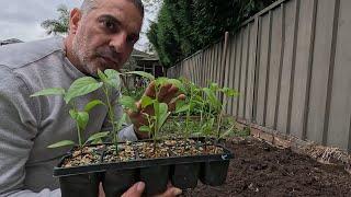 Planting sweetcorn and Jalapenos - this week in the patch