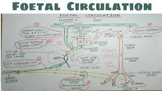 Fetal Circulation | Part 1 | Umblical Artery and Vein | Embryology, Pediatrics | TCML