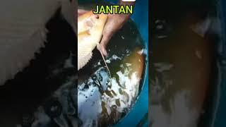 berbedaan gurame padang jantan & betina