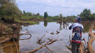 Mengadu Nasib.! Casting Ikan Gabus Di Danau Yang Hampir Kering