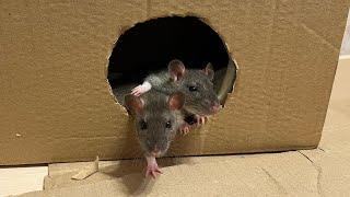 Крысята переехали в комнату к Татоше и Емеле. #rat #крысы #крысята #animal #животные