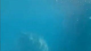 Crazy shark encounter at an Australian beach 