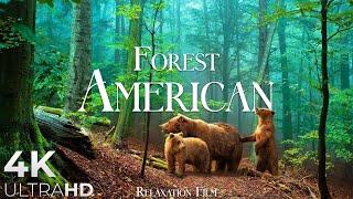 FOREST 4K  American Nature Relaxation Film - Peaceful Relaxing Music - 4k Video UltraHD
