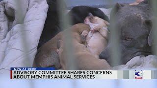 Memphis animal shelter has no vets on staff, advisory committee chair says