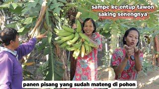 panen buah pisang sampe ke entup tawon