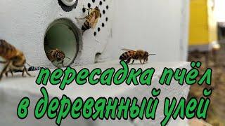 пересадка пчел в чистые улья