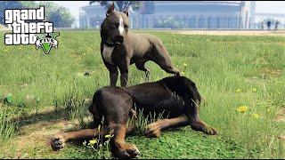 PLAYING AS A PITBULL DOG IN GTA 5!!