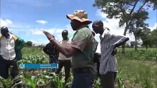 Amry worms ravage Itezhi Tezhi maize fields