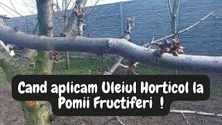 Cand se aplica ULEIUL HORTICOL la pomii fructiferi !