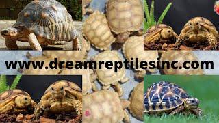 reptile for sale(sulcata tortoises)best quality and healthy,