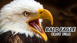 Bald Eagle Facts: NOT actually BALD  Animal Fact Files