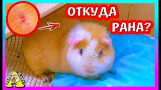 РАДОСТЬ и ПЕЧАЛЬ... / первые ШАГИ УМКИ / БЕДА с НАФАНЕЙ / Alisa Easy Pets