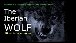 Iberian wolf: Sharing a prey