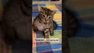 Юморвоспитание#shorts#питомцы#юмор#прикол#котёнок#ржака#воспитание