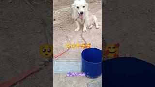 Help the little dog#shorts #shortvideo #dog #helpdogs #doglover #dogs #animals #animal