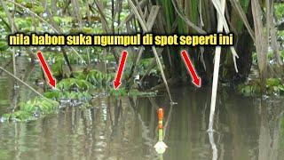 THE FISHING SPOT IN KALIMANTAN WILL BE VIRALL WITH ALL NILA BABON