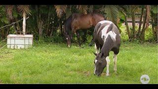 Coaching con caballos: así es la beneficiosa técnica poco conocida en Colombia - La Finca de Hoy