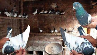 Visit Pigeon Setup | Kamyab Joray Ka Shok | Hashim Mahmood Pigeons