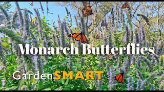 Butterflies And Pollinator Gardens