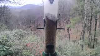 North Georgia Blue Ridge Mountains Wild Bird and Hummingbirds Cam