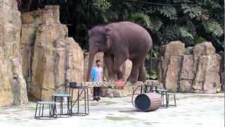 Chimelong Safari Park Elephants