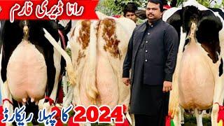 Rana Dairy Farm | Top 10 Cows in pakistan | HF Red Friesian Jersey cows |  7 January 2024