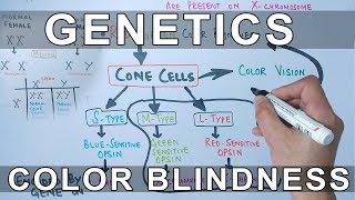 Genetics of Color Blindness