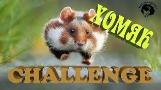 Модельный Хомяк-Challenge! Вскрываем хомячьи запасы! :) Стендовый моделизм