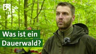 Naturgemäße Waldwirtschaft: Ist der Dauerwald der Wald der Zukunft? | Unser Land | BR