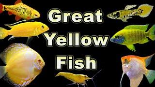 Brighten Up Your Fish Tank With These Yellow FIsh Options!