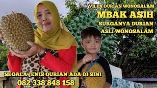 up date harga durian wonosalam!! di villa bu asih!! harga terjangkau di jamin puas!!Jombang jatim