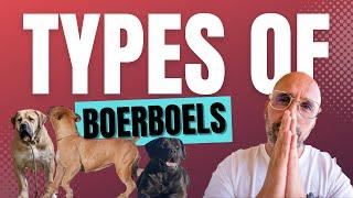 The REAL Different TYPES OF BOERBOELS ( The True NO FLUFF)