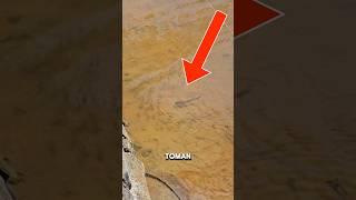 BRUTAL‼️TOMAN LANGSUNG BERBURU SETELAH DILEPAS DI KOLAM TANAH‼️ #shorts