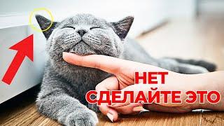 Почему ваша кошка спит с вами – Что место сна вашей кошки рассказывает о вашей связи