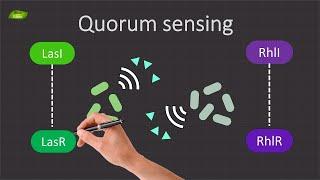 Decoding Quorum Sensing in Pseudomonas aeruginosa ¦ Basic Science Series  Official