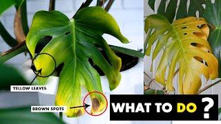5 Reasons why your Monstera plant leaves turning yellow