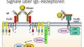 IgE und IgE Rezeptoren