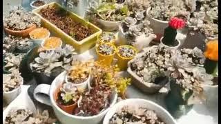 Welcome to my garden! Follow us on Shopee for more succulent️