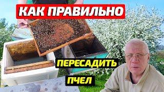 Переселение пчел карника в новый улей Пересадка пчел