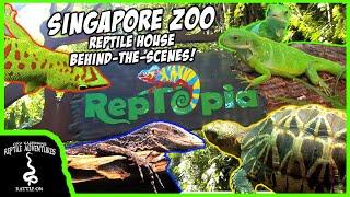 REPTILE HOUSE OFF LIMITS TOUR AT THE SINGAPORE ZOO!