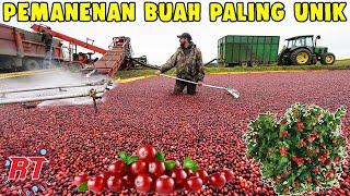 TERNYATA BEGINI PROSES PERTANIAN MODERN BUAH CRANBERRY DI AMERIKA DAN FAKTA MENARIKNYA