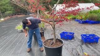 Brightwater Nursery How to prune a Japanese Maple Tree