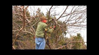 Renovation Pruning an Old Apple Tree